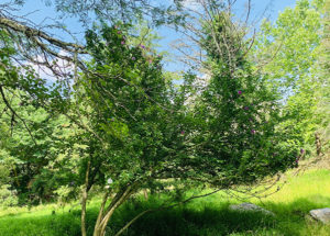 Hiking trail at Gunpowder Falls State Park in Baltimore County, Maryland, in July 2019.