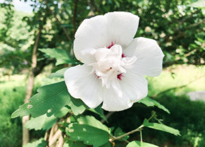 Flower on the hiking trail at Gunpowder Falls State Park in Baltimore County, Maryland, in July 2019.