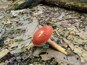 Mushroom on the hiking trail at Gunpowder Falls State Park in Baltimore County, Maryland, in July 2019.