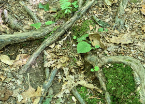 Hiking trail at Gunpowder Falls State Park in Baltimore County, Maryland, in July 2019.