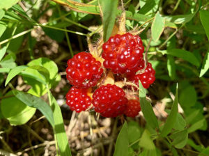 Berries on the hiking trail at Gunpowder Falls State Park in Baltimore County, Maryland, in July 2019.