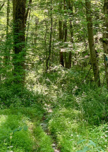 Unmarked hiking trail at Gunpowder Falls State Park in Baltimore County, Maryland in July 2019.