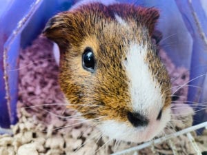 Guinea pig