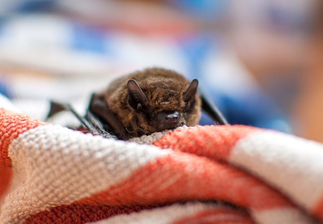 LOL, Parents!: Bat Attack and Feet That Smell Like Victory